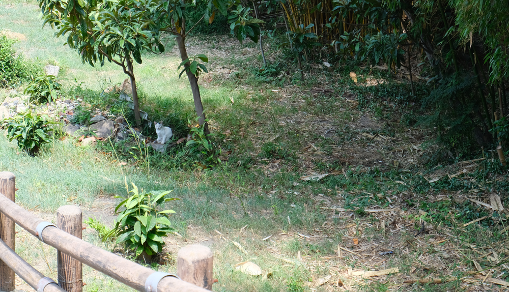 第132回 けっけのはやしま町歩き
