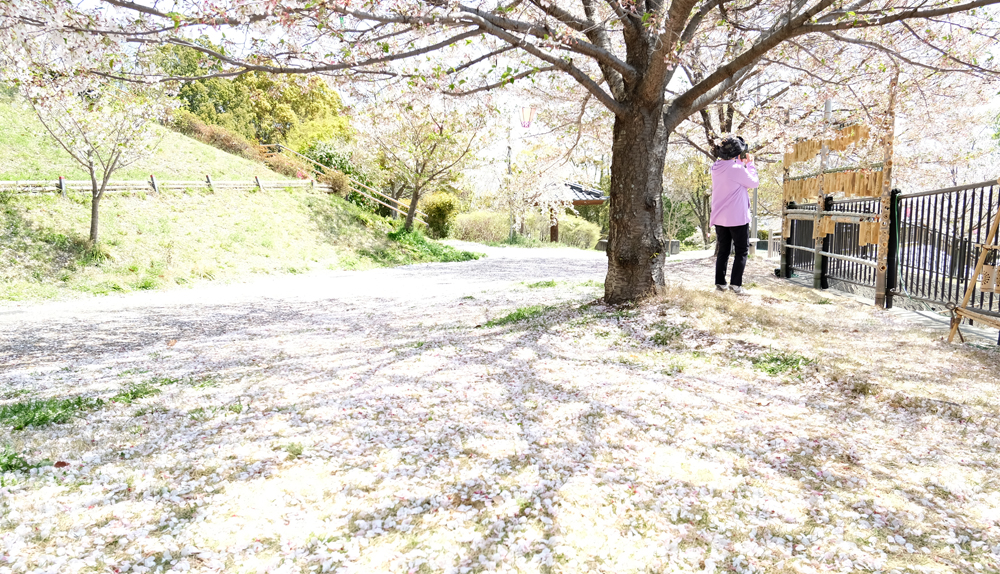 第141回 けっけのはやしま町歩き
